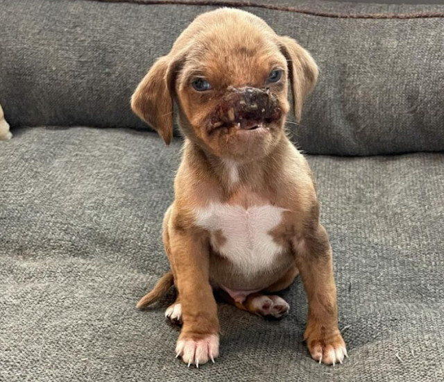 In Eugene, Newt quickly integrated into ...