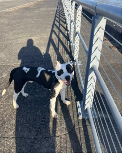 Extra image from article