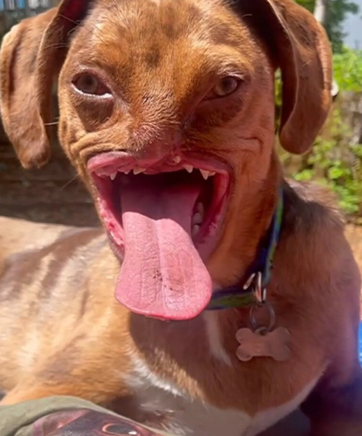 Liesl reflects, “In a loving home, dogs ...