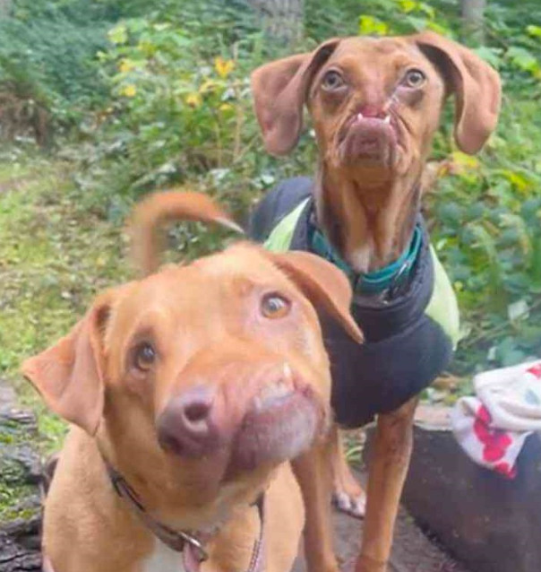 Extra image from article