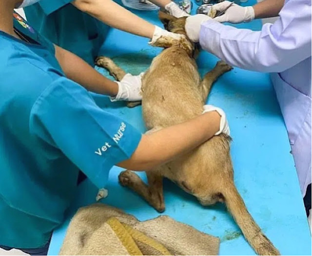 Extra image from article