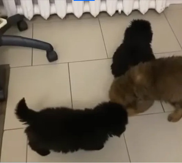 Two of the puppies eventually found lovi...