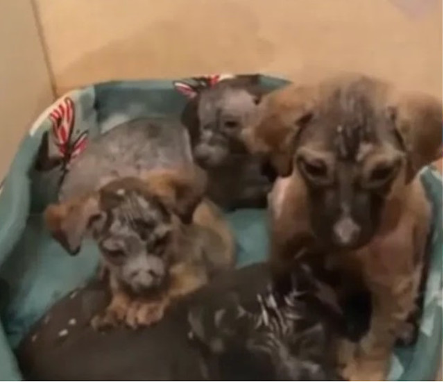 Extra image from article