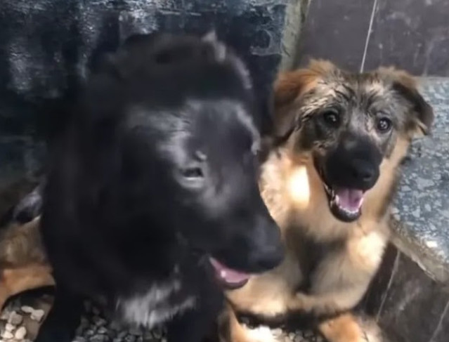 Extra image from article