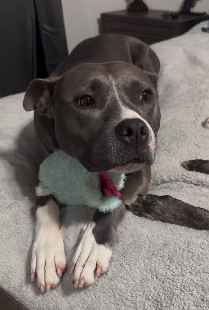 Though initially hesitant about bringing...