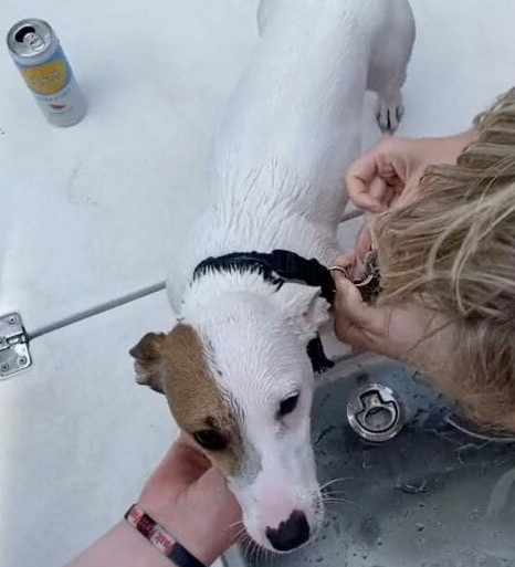 Extra image from article