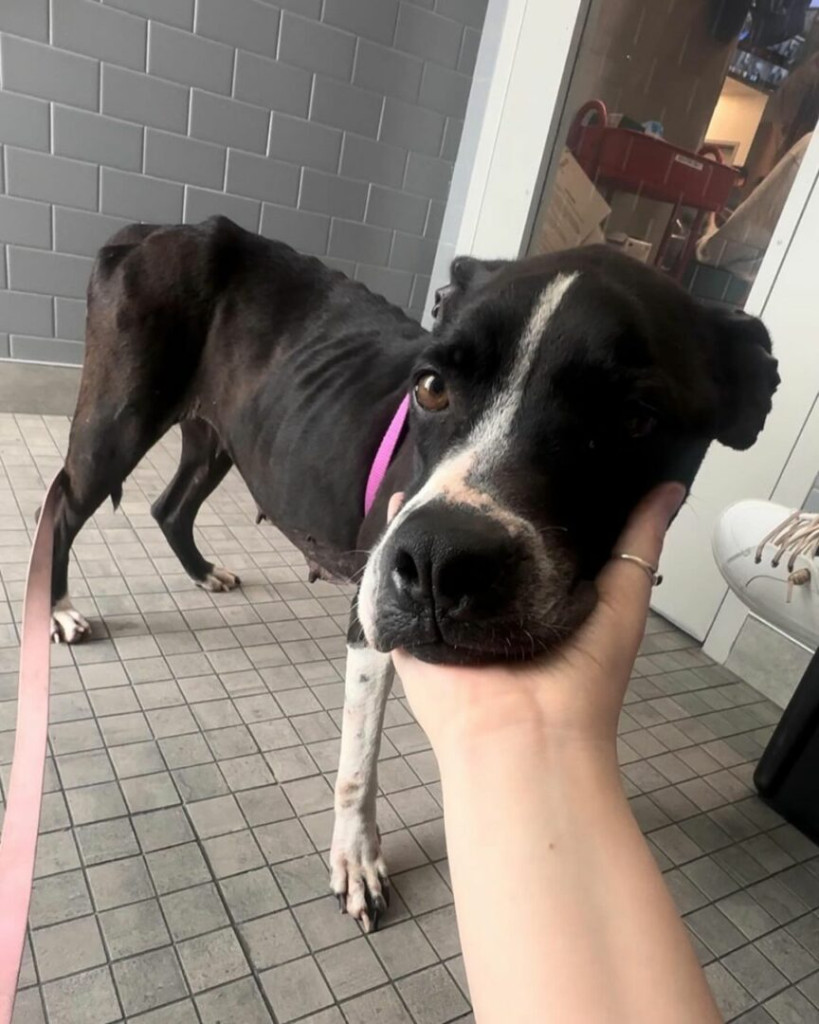 As Shyla's search for a permanent home c...