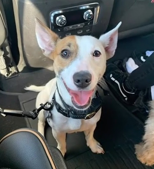 Extra image from article