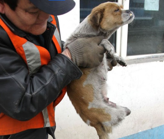 The touching narrative of Lelly and Mudd...