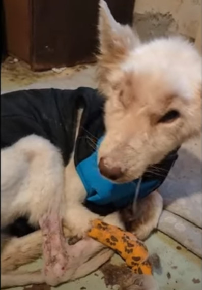 Extra image from article