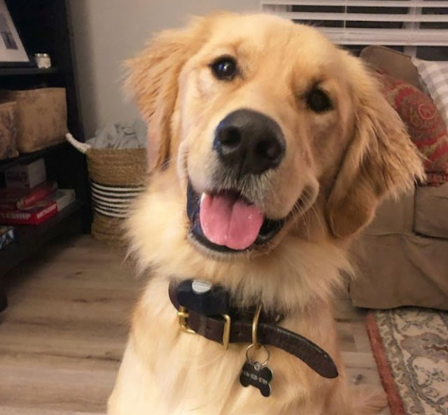 Megan Gruzinsky, Moose’s owner, told The...