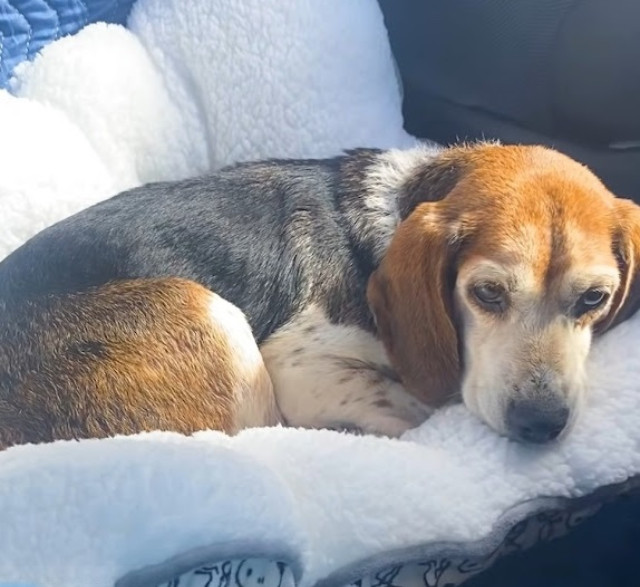 Taylor recalls how Mabel transformed rem...