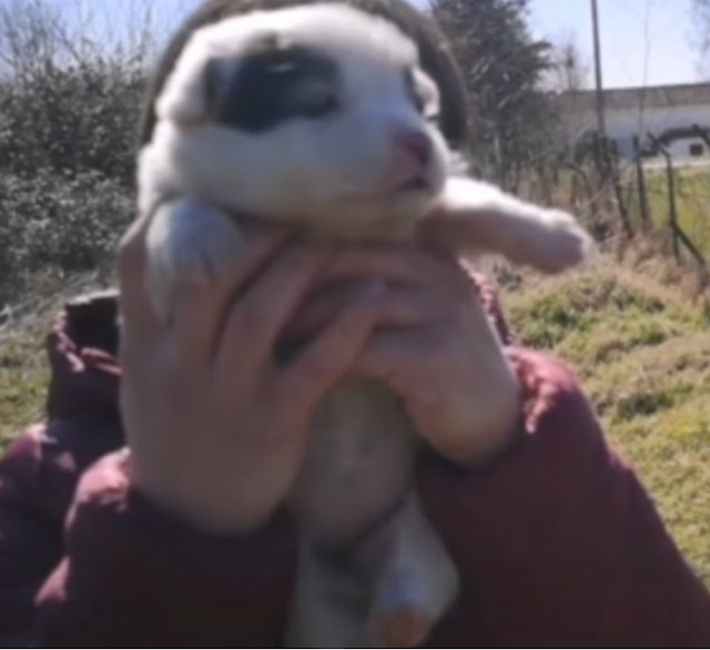 The once-abandoned puppy, now thriving i...