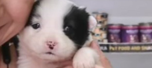 Extra image from article