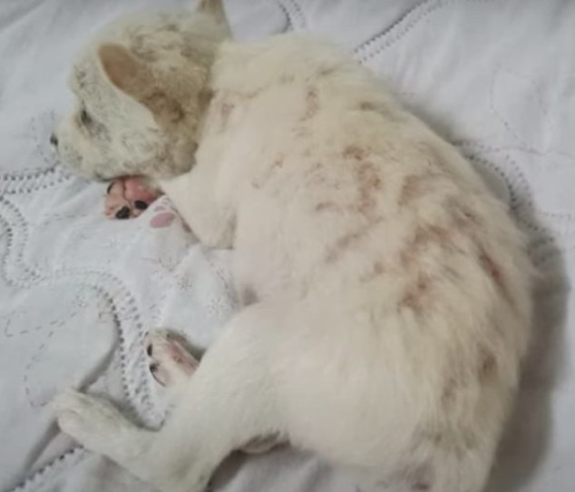 This puppy's journey emphasizes the impo...