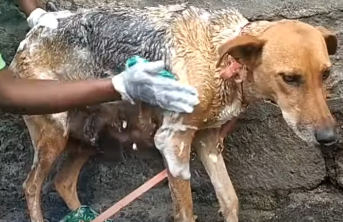 Extra image from article