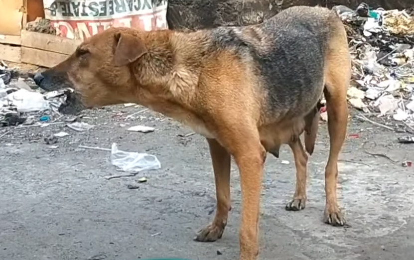 Extra image from article