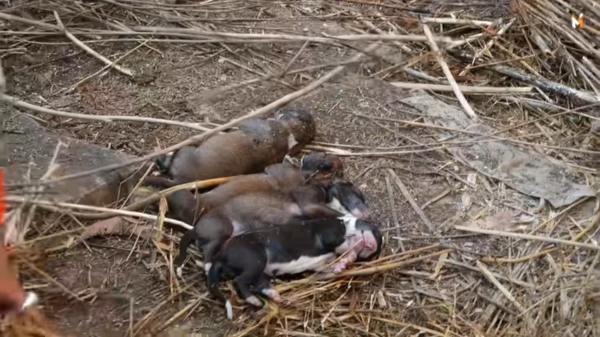 Extra image from article