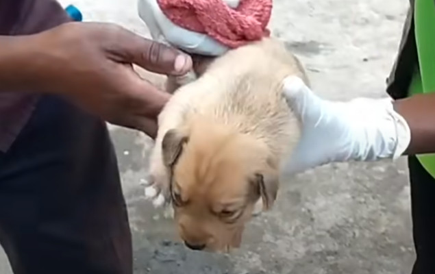 Extra image from article