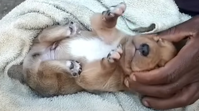 Extra image from article