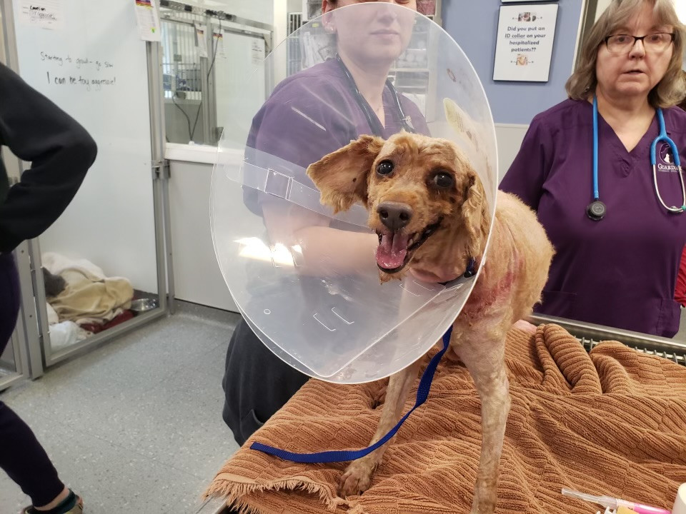 Extra image from article