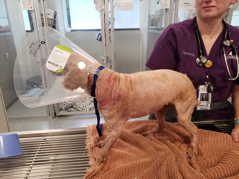 Extra image from article