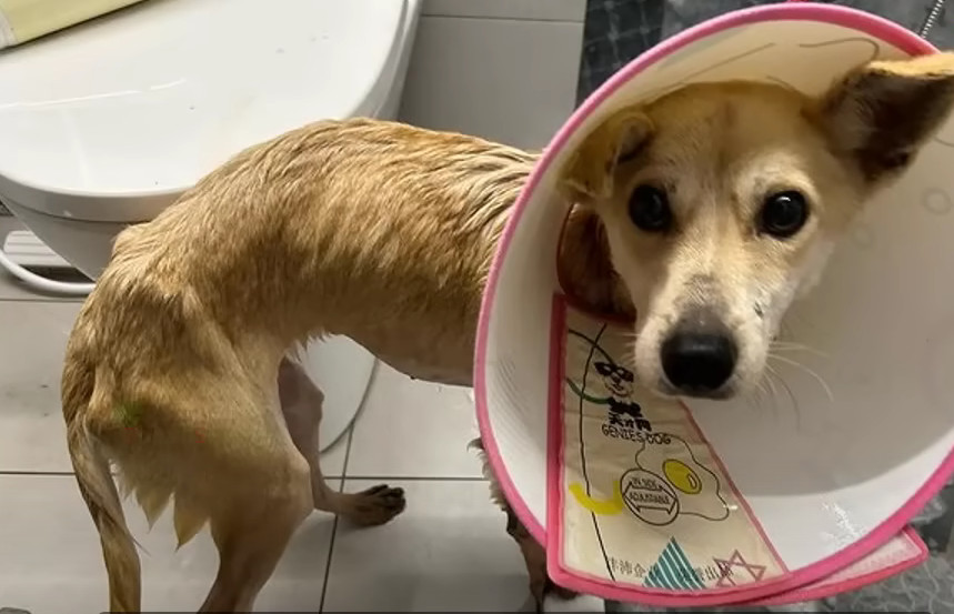 At the clinic, the veterinarian quickly ...