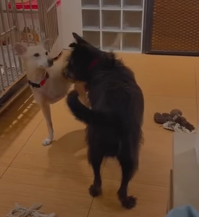 Extra image from article