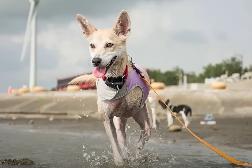 Extra image from article