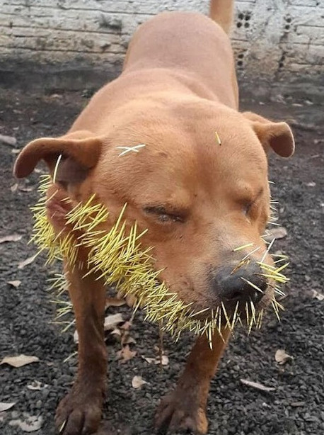 As Thor continues to recover under the c...