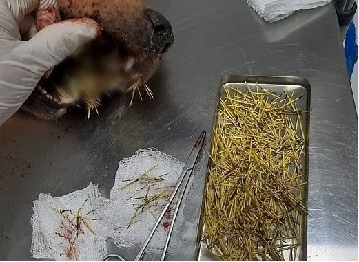 Extra image from article