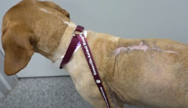 Extra image from article