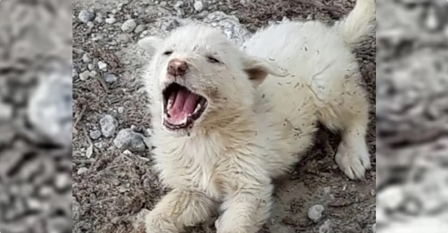 Moved by the puppy's distressing cries, ...