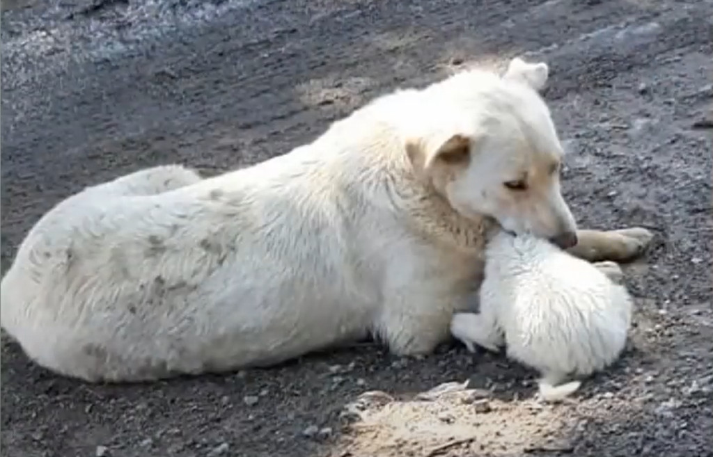 Extra image from article