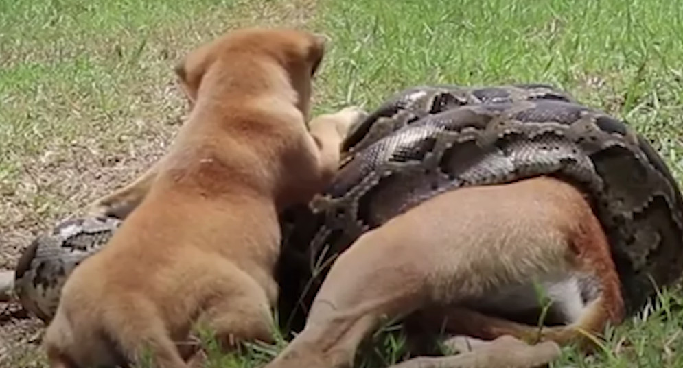 Thanks to the brave little puppy's call ...