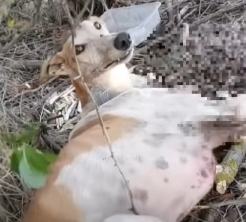 Extra image from article