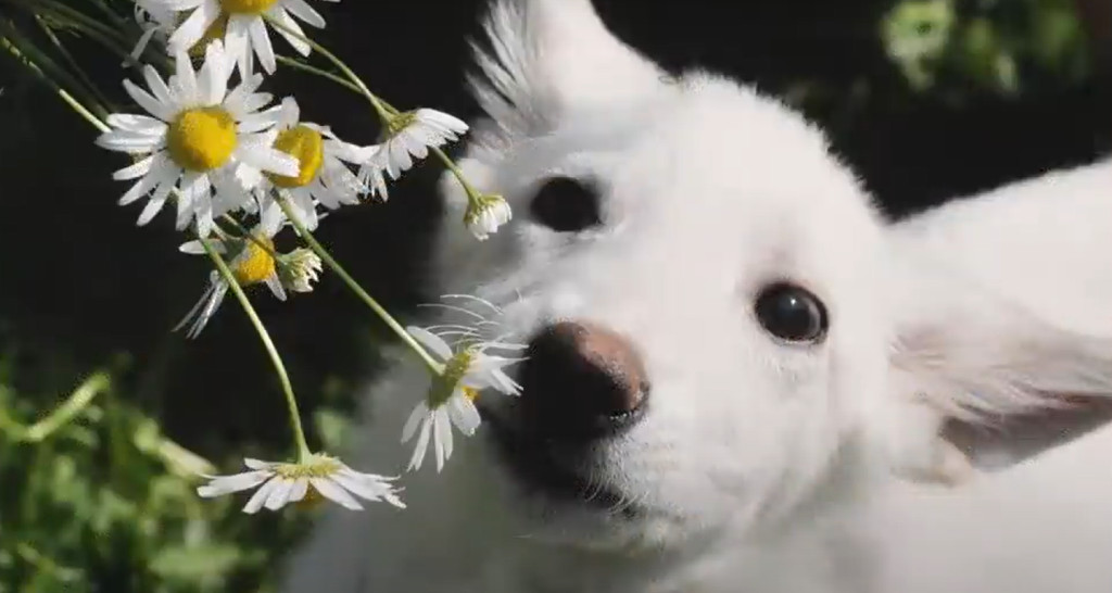 Extra image from article