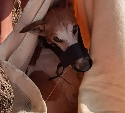 Extra image from article