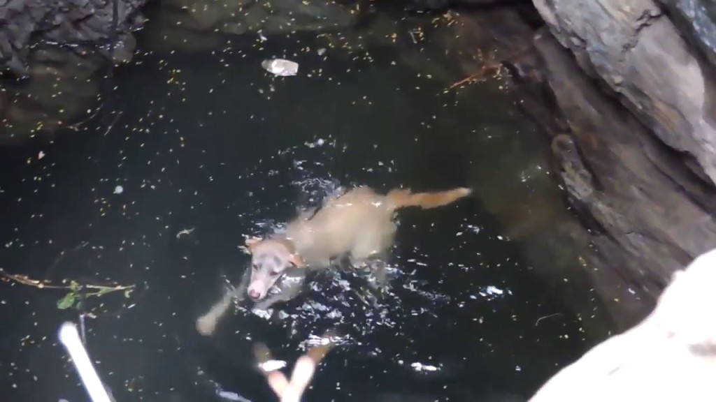 This extraordinary rescue was a powerful...