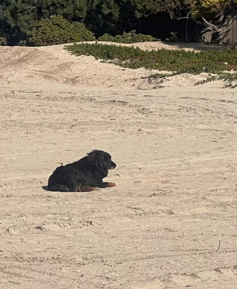 Simba's story highlights the powerful co...