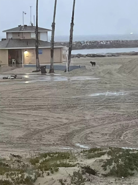 Extra image from article