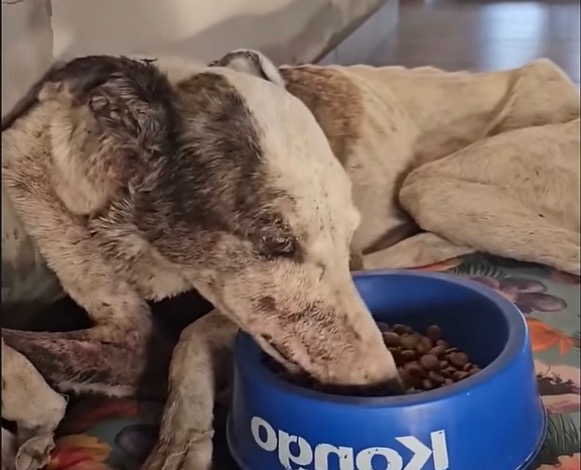 Extra image from article