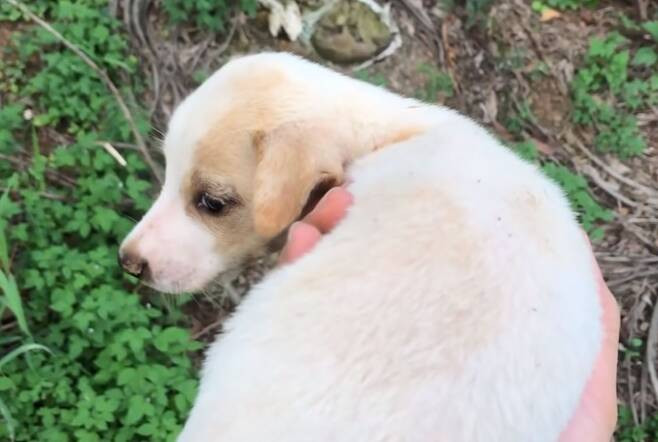 Extra image from article