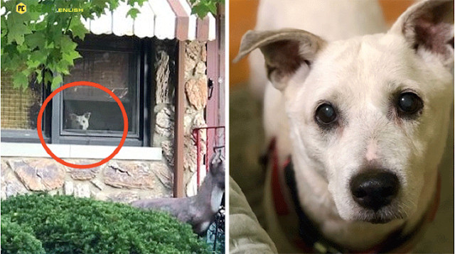 Though Toby passed away due to cancer an...