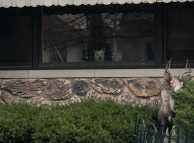 Extra image from article