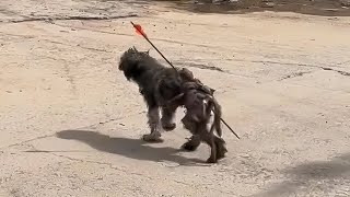 With each labored step, the dog's spirit...