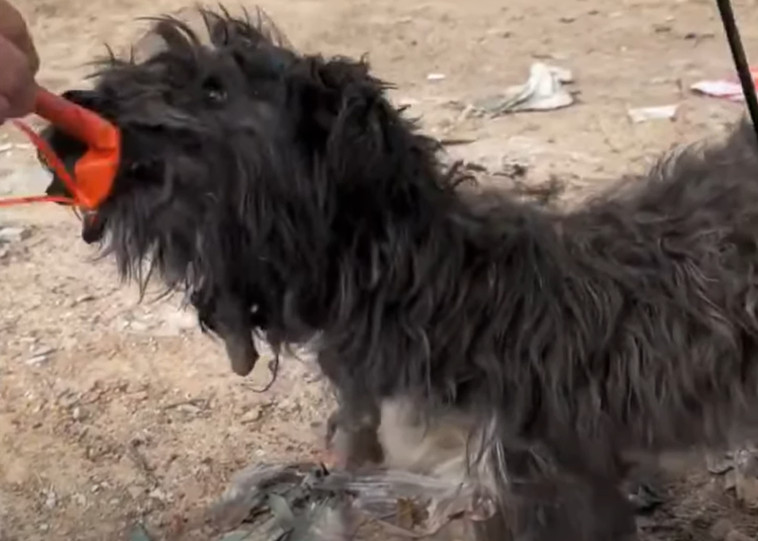 In the days that followed, the dog's str...