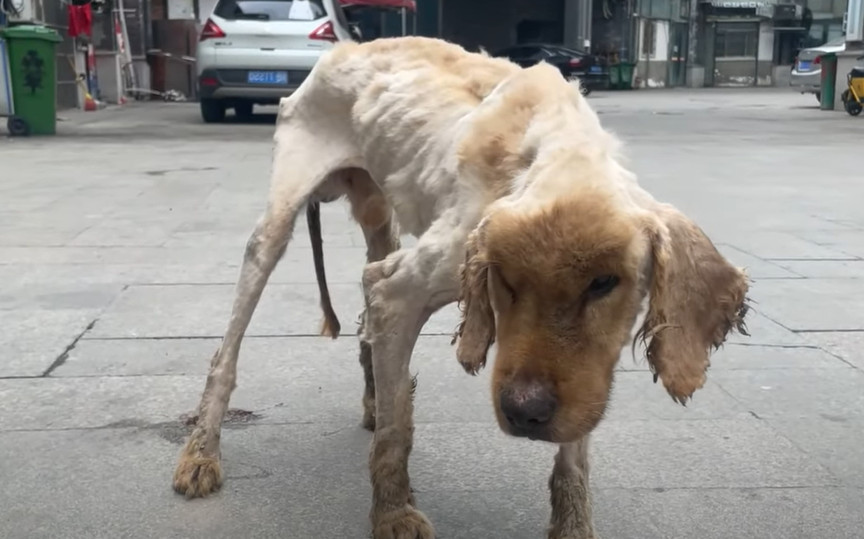 While the dog is under continuous care, ...