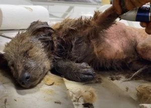 Extra image from article