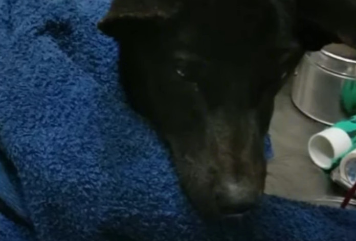 Extra image from article